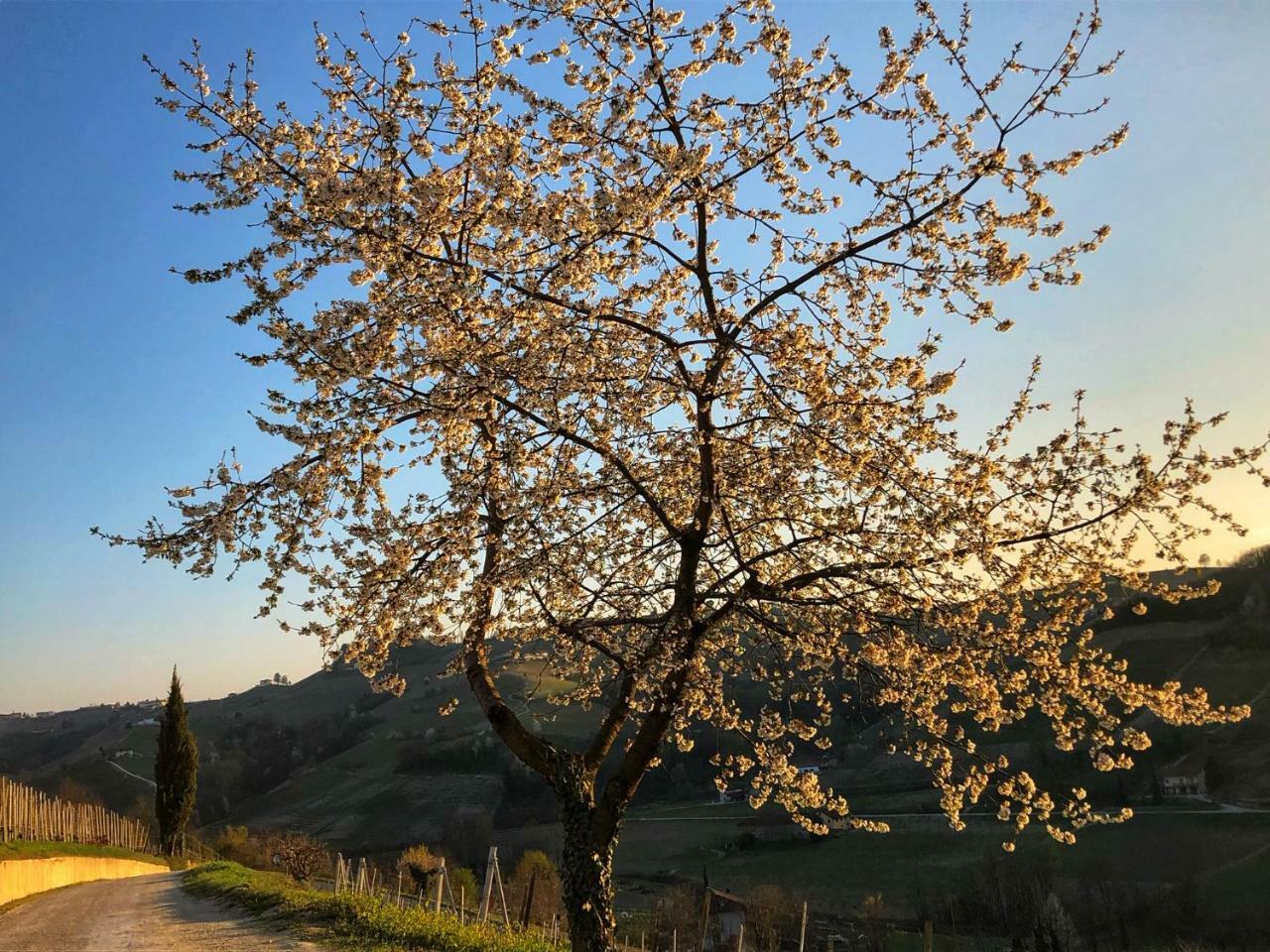 Panoramic Villa Garassino - Country Rooms And Fine Restaurant Treiso Bagian luar foto